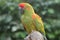 Green military macaw