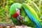 Green military macaw eating nuts