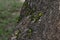 Green Milkweed Locust Swarm Phymateus leprosus Scaling A Tree