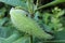 Green milkweed seed pod in early autumn