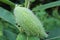 Green milkweed seed pod in early fall