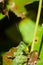 Green Milkwood Locust