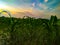 Green millet field over the sunset