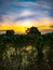 Green millet field with Rainwater over the sunset