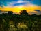 Green millet plants field with Rainwater against the sunset sky