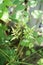 Green Millingtonia hortensis leaf