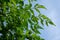 Green Millingtonia hortensis leaf on blue sky