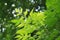 Green Millingtonia hortensis leaf in nature garden