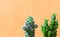 Green Mini Ladyfinger Cactus and Fairy Castle Cactus against Orange Colored Wall