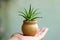 Green mini plant aloe planting and gardening at home. Aloe vera in plant pot.