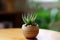 Green mini plant aloe planting and gardening at home. Aloe vera in plant pot.