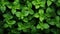 Green mint leaves background, top view. Fresh mint leaves texture. Generative AI