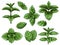 Green mint leaves. Sketch peppermint herb, spearmint plant. Melissa menthol leaf vintage hand drawn vector botanical