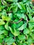 Green mint peppermint leaves leaf aromatic flavoring vegetable spice food ingredient pudina menta herb menthe poivree photo