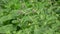 Green mint plant in growth at garden. Green mint leaves