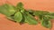 Green mint plant on a wooden table