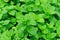 Green mint plants in growth
