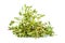 Green mistletoe isolated