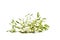 Green mistletoe isolated on white