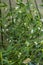 Green mistletoe, mistletoe branches with white berries in winter