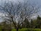 Green mistletoe on a tree devoid of leaves in early spring