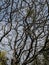 Green mistletoe on a tree devoid of leaves in early spring