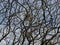 Green mistletoe on a tree devoid of leaves in early spring