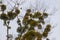 Green Mistletoes on a tree. Viscum album is a hemiparasite native to Europe and parts of Asia