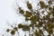 Green Mistletoes on a tree. Viscum album is a hemiparasite native to Europe and parts of Asia