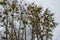 Green Mistletoes on a tree. Viscum album is a hemiparasite native to Europe and parts of Asia