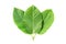 Green Mitragyna speciosa Korth Leaves (Kratom) isolated on white background