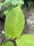 Green Mitragyna speciosa leaves in the garden