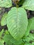 Green Mitragyna speciosa leaves in the garden