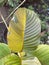 Green Mitragyna speciosa leaves in the garden