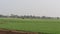 Green mixed Field Village side view of Nature