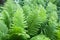 Green moist leaves of ornamental fern