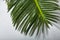 Green moist palm tree leaf