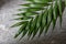 Green moist palm tree leaf