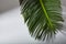 Green moist palm tree leaf