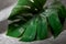 Green moist palm tree leaf