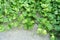 Green money plant Epipremnum Pinnatum