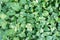 Green money plant Epipremnum Pinnatum