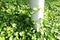 Green money plant Epipremnum Pinnatum