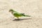 Green Monk Parakeet Myiopsitta monachus parrot