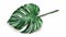 Green monstera leaf modern illustration on white background, jungle palm plant, exotic philodendron leaf with stem in