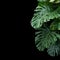 Green monstera philodendron tropical plant leaves vine on black background with copy space