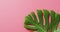 Green monstera plant leaf on pink background with copy space