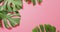 Green monstera plant leaves on pink background with copy space