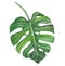 Green monstera tropical leaves watercolor illustration, isolated