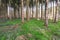 green moos on conifer forest